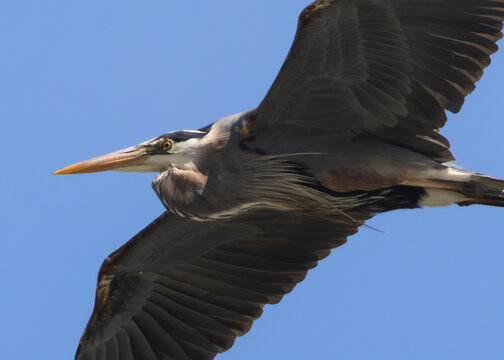great blue heron in flight