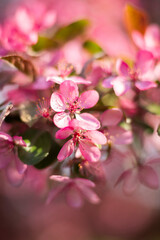 Naklejka premium Close-up macro photography of flowers in bloom