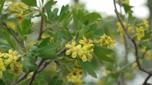 Golden Currant (Ribes aureum) Blossoms in Park Setting