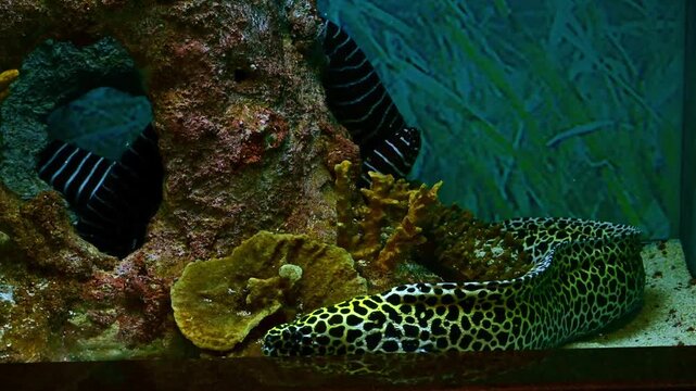 Leopard moray eel and zebra moray eel resting in the underwater environment