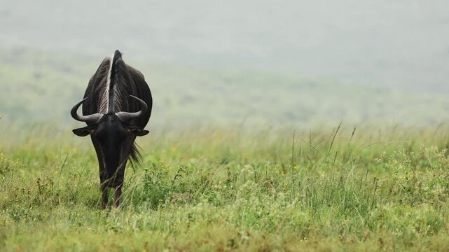 Blue wildebeest walking across open plains of Namibia, powerful African antelope moving through dry savanna landscape. Dynamic wildlife scene capturing speed, movement and freedom in the vast African