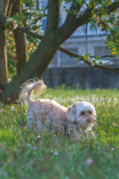 White fluffy maltese cross dog playing in tall grass