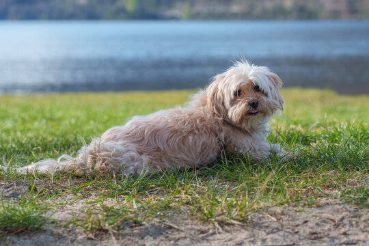 Fluffy pet dog resting on grass near lake