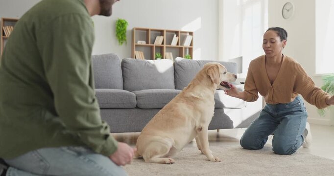 Couple owners training dog with ball at home. Man and woman playing with friendly labrador in a light living room, teaching simple commands and rewarding behavior. Happy home bonding with pet.