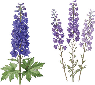 Hand Drawn Delphinium and Larkspur Wildflower Botanical Vector Illustration Set Featuring Purple and Violet Floral Blooms for Vintage Garden Designs