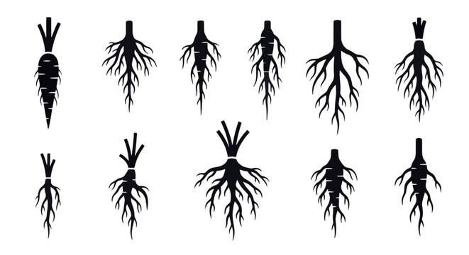 Set of minimalist flat black botanical root icons featuring diverse root system structures such as taproots, fibrous roots, and rhizomes, isolated on a white background for graphic design.