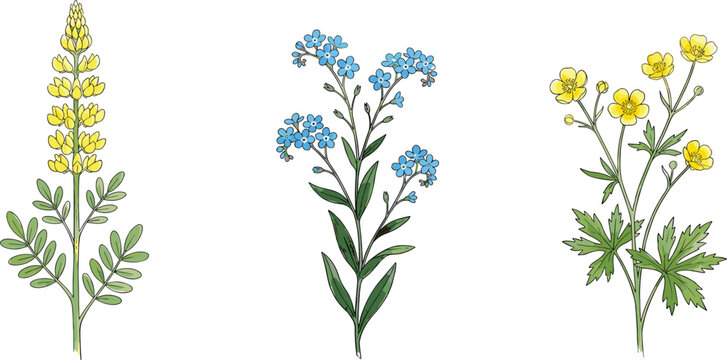 Hand Drawn Wildflower Botanical Vector Illustration Set Featuring Yellow Lupine Blue Forget Me Not and Yellow Buttercup Flowers for Floral Designs