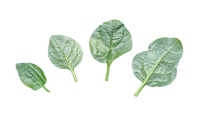 Group of four fresh green spinach leaves as clean cutout
