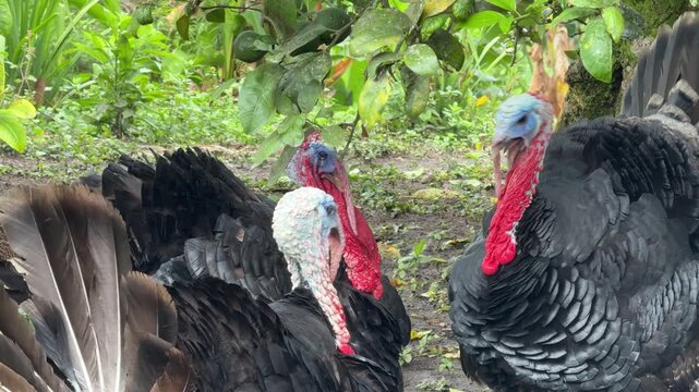 Two Wild Turkeys