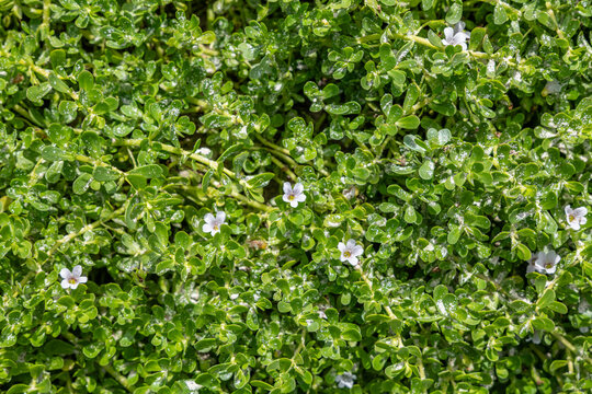 Bacopa monnieri, water hyssop, brahmi, thyme-leafed gratiola. Family Plantaginaceae. Manini'owali Beach (Kua Bay), Kailua-Kona, Hawaii (Big Island). 