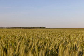 Fototapeta premium agricultural field with green ears of rye in early summer in sunny weather, selective focus