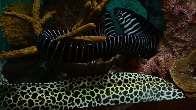 Close-up of a zebra moray eel with black and white stripes in an underwater environment.