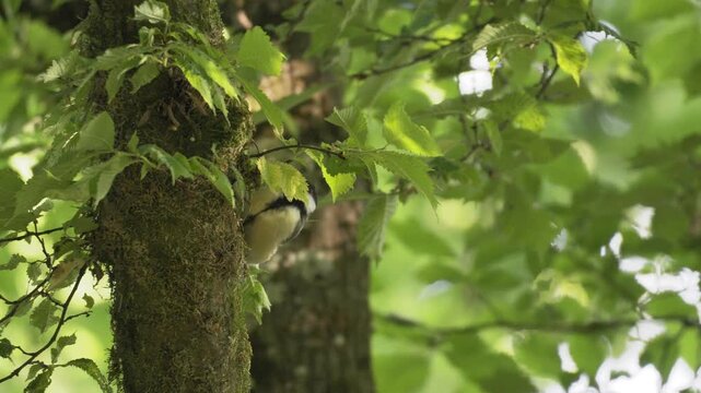 Great Tit Foraging on Tree Trunk and Branch - 4K Macro Wildlife Shot