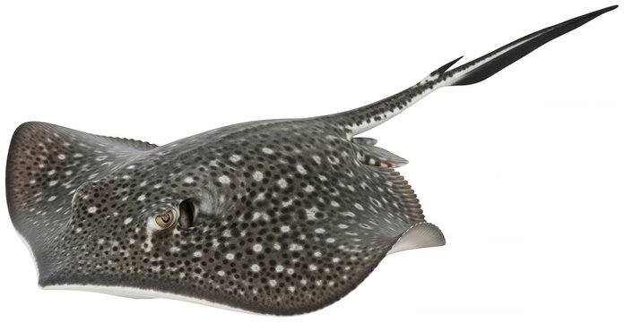 Patterned grey river stingray swimming with its long sharp tail and isolated transparent background image