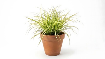 Fototapeta premium A potted carex evergold sedge plant with vibrant variegated foliage presented in a classic terracotta pot against a clean minimalist white background