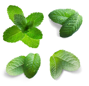 Art fresh  green mint leaves with real transparent shadow isolated on transparent background. Design element with professional soft realistic edges