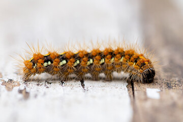 Jersey Tiger Moth Caterpillar Euplagia quadripunctaria © Mondo