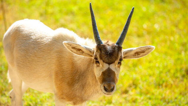 Addax (addax nasomaculatus) antelope close up head shot with horns