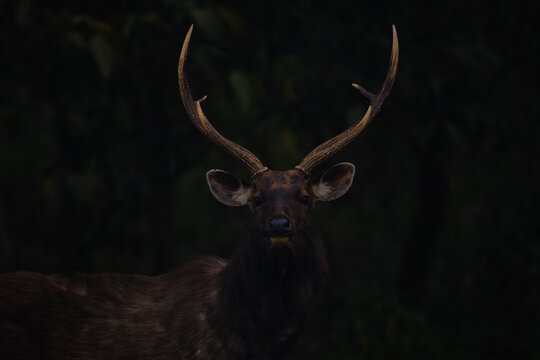 wildlife photography