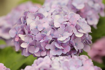 Obraz premium アジサイ 薄い紫 花 背景ボケ / Pale purple hydrangea flower with beautiful bokeh background