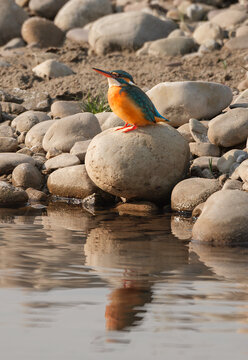 wildlife photography