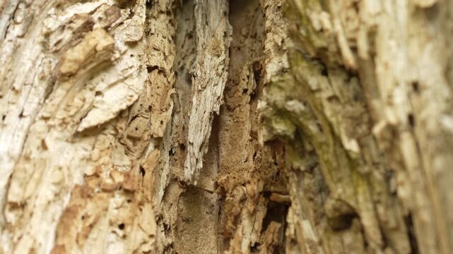 Close-up of decayed tree bark and rotten wood damaged by termites and wood-boring insects. Camera movement from top to bottom along textured tree trunk surface.