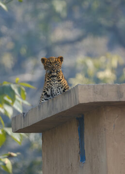 wildlife photography