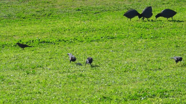 Red-winged Blackbirds (Agelaius phoeniceus) and Great-tailed Grackles (Quiscalus mexicanus)