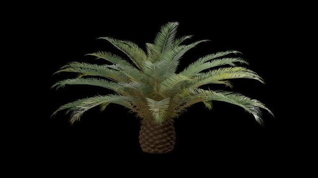Phoenix canariensis palm tree swaying in wind realistic animation isolated on transparent background 4K
