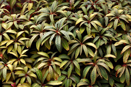 Striking ornamental lance-shaped foliage with a distinctive midrib stripe of the perennial woodland garden groundcover plant impatiens omeiana sango filling the frames.