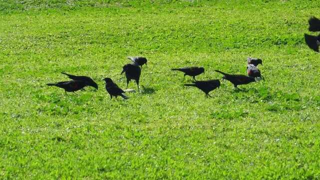 Red-winged Blackbirds (Agelaius phoeniceus) and Great-tailed Grackles (Quiscalus mexicanus)