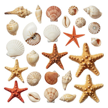 A curated collection of diverse seashells and starfishes in natural colors and textures, arranged flat lay on a transparent background. Concept of curated marine specimens