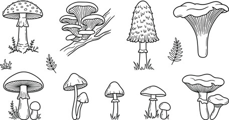 Wild mushrooms and forest fungi line art elements set with chanterelle amanita and oyster vector illustration © MDBABULU