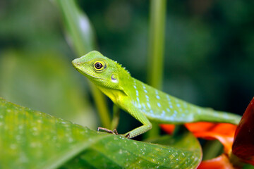 Fototapeta premium Green Crested Lizard (Bronchocela cristatella) on a Leaf. Danum Valley, Sabah. Borneo, Malaysia