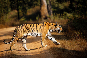 Fototapeta premium Bengal Tiger (Panthera tigris tigris) in Sunlight, Crossing a Forest Dirt Road. Pench National Park, India