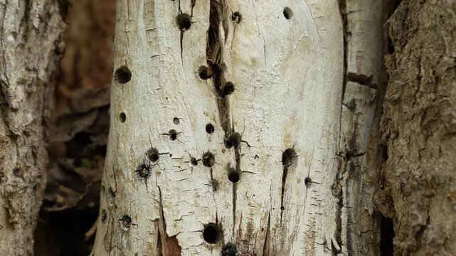 Close up of rotten tree trunk damaged by termites and wood boring insects. Camera moving vertically along decayed bark with visible holes and wood texture.