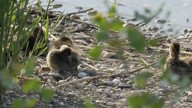 Mallard Ducklings Resting and Preening on Lake Shore - 4K Wildlife Shot