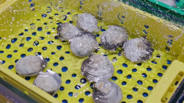 Fresh live clams soaking in a yellow crate, spitting out sand and seawater while breathing in an aquarium at a fish market. The shellfish are alive and for sale as fresh seafood ingredients