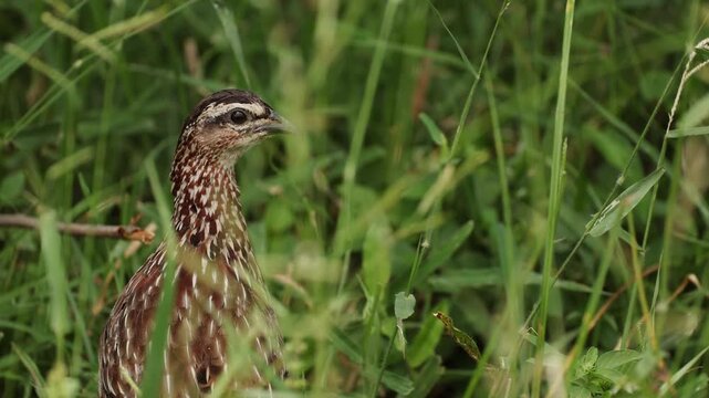 Crested francolin portrait hidden among tall dry grass and tangled brush, showing detailed plumage and alert posture in a natural African savanna habitat during warm daylight