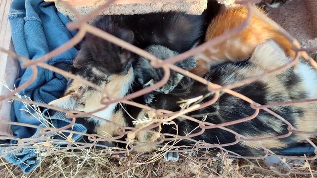 A cat gives birth and nurses her kittens in a vacant, abandoned place, protected by a rusty metal fence. The harshness of life on the streets.