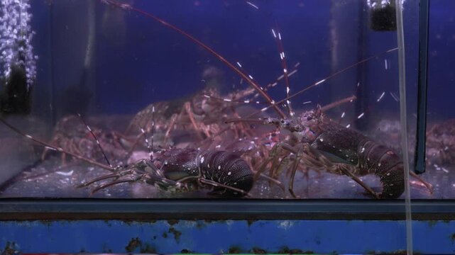 Live spiny lobsters moving slowly inside a fish tank at a seafood market, waiting to be chosen for a meal. Bubbles from an aerator rise through the clear water of the restaurant aquarium