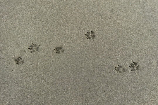 impronte di zampe di cane sulla sabbia