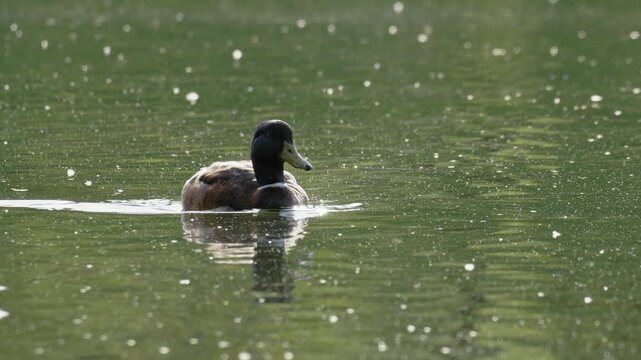 Mallard Duck Swimming and Quacking on Lake - 4K Slow Motion Wildlife B-Roll