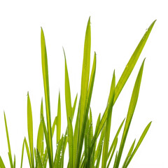 Fototapeta premium A bunch of green grass with long thin blades growing together outdoors in nature scenery