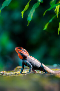 Close-up of an Oriental Garden Lizard (Calotes versicolor) with vibrant red head in its natural green habitat.