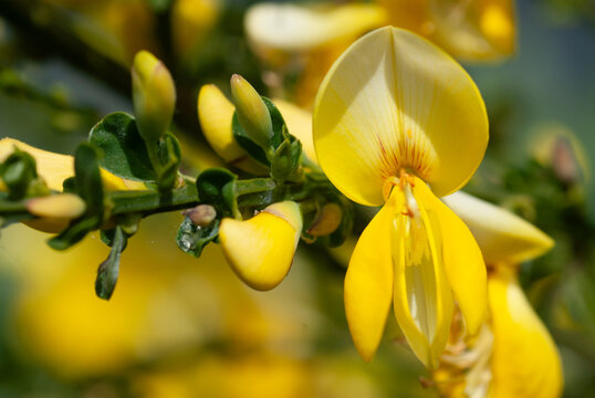 Ginsterbl&uuml;te