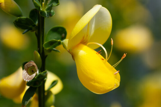 Ginsterbl&uuml;te