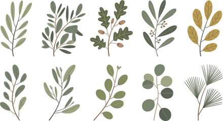 Minimalist Hand Drawn Autumn Tree Branch and Leaf Icon Set with Oak Acorn Eucalyptus and Pine Foliage Elements for Vector Background Designs © Rimu