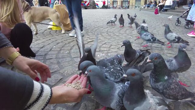Close up if a pigeon feeding frenzy in Amsterdam on a cloudy summer day