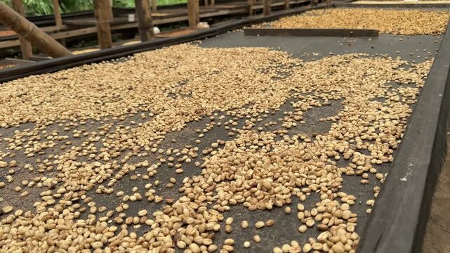 Closeup of Sheets of Drying Coffee Beans in Colombia